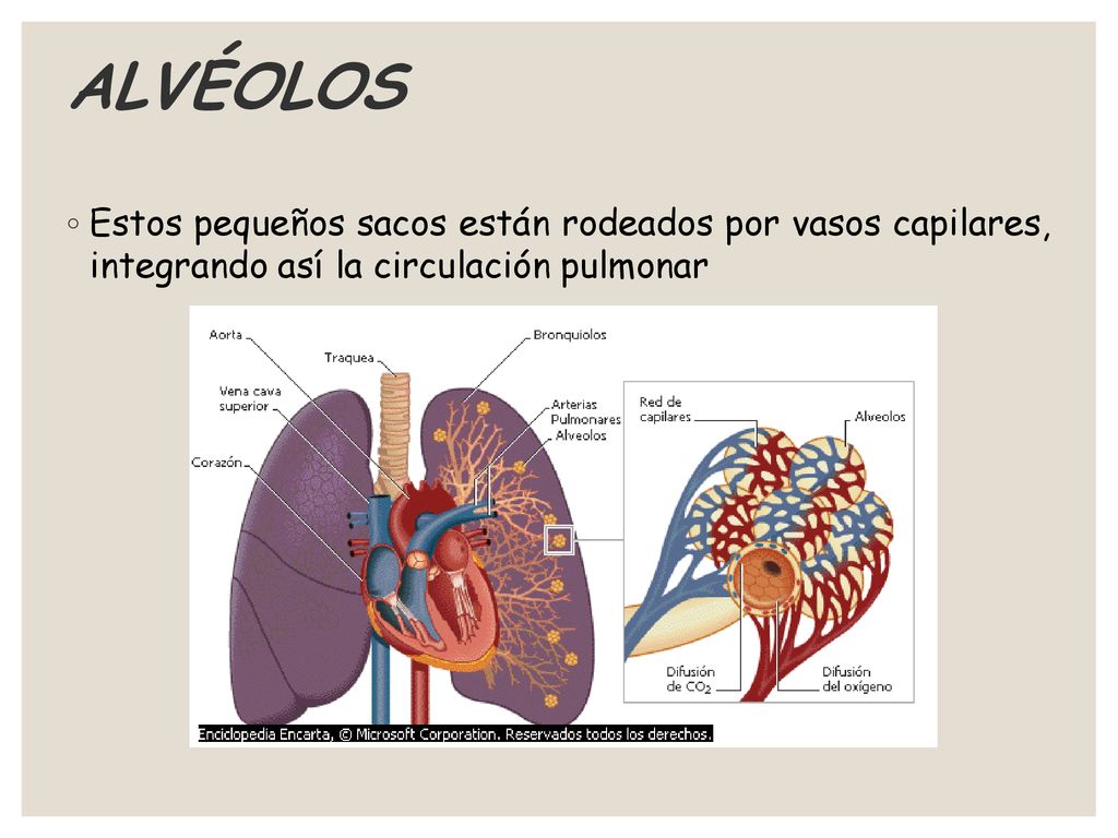 ALVÉOLOS Estos pequeños sacos están rodeados por vasos capilares, integrando así la circulación pulmonar.