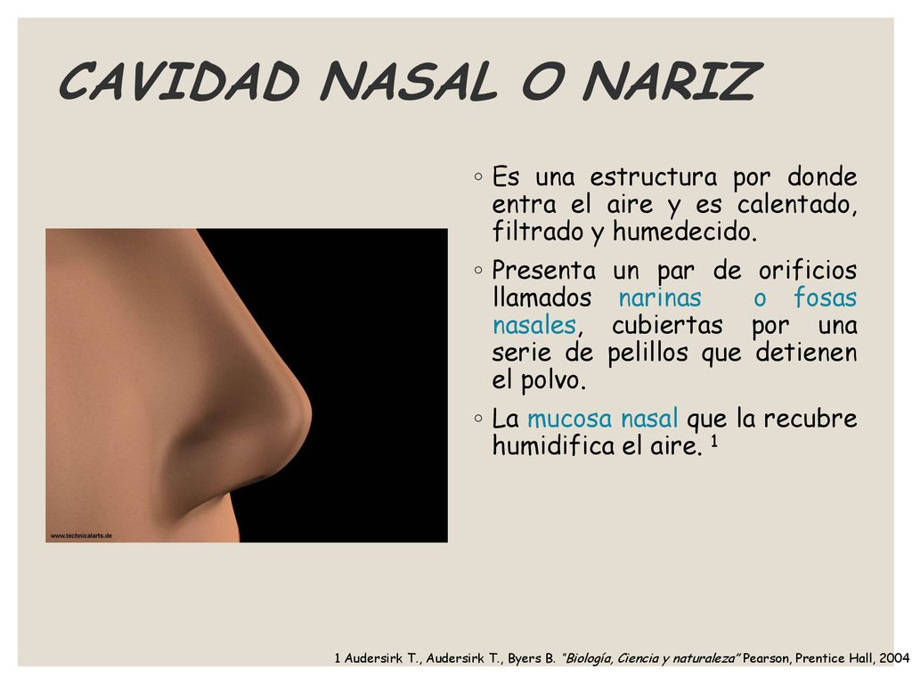 CAVIDAD NASAL O NARIZ Es una estructura por donde entra el aire y es calentado, filtrado y humedecido.