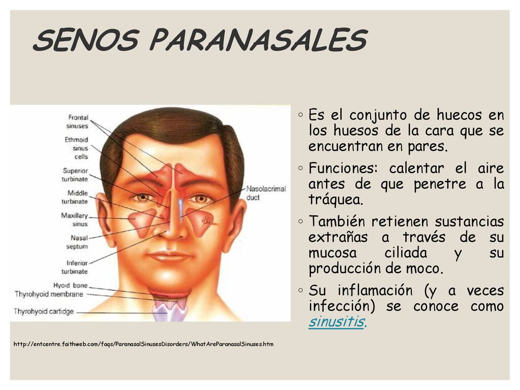 SENOS PARANASALES Es el conjunto de huecos en los huesos de la cara que se encuentran en pares.