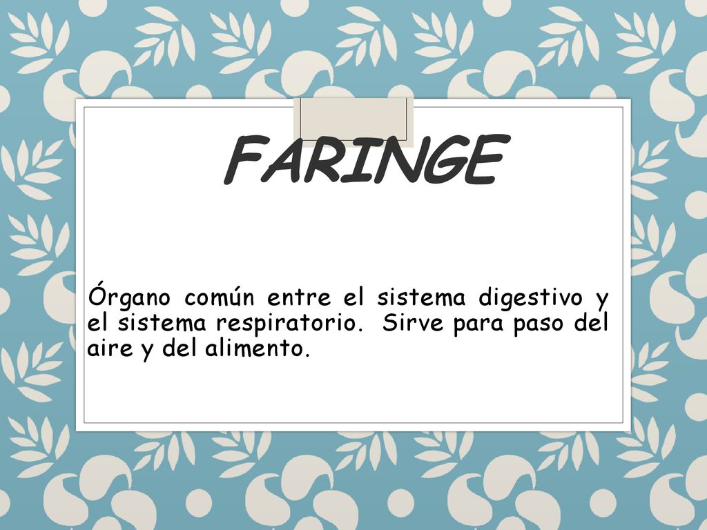FARINGE Órgano común entre el sistema digestivo y el sistema respiratorio.
