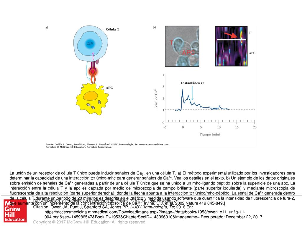La unión de un receptor de célula T único puede inducir señales de Ca2+ en una célula T. a) El método experimental utilizado por los investigadores para determinar la capacidad de una interacción tcr único-mhc para generar señales de Ca2+. Vea los detalles en el texto. b) Un ejemplo de los datos originales sobre emisión de señales de Ca2+ generadas a partir de una célula T única que se ha unido a un mhc-ligando péptido sobre la superficie de una apc. La interacción entre la célula T y la apc es captada por medio de microscopia de campo brillante (parte superior izquierda) y mediante microscopia de fluorescencia de alta resolución (parte superior derecha), donde la flecha apunta a la interacción tcr único/mhc-péptido. La señal de Ca2+ generada dentro de la célula T durante un periodo de 20 minutos es descrita en el gráfico y medida usando software que cuantifica la intensidad de fluorescencia de fura-2, que aumenta con un incremento de la concentración citosólica de Ca2+. [Irvine, D.J. et al Nature 419: ]