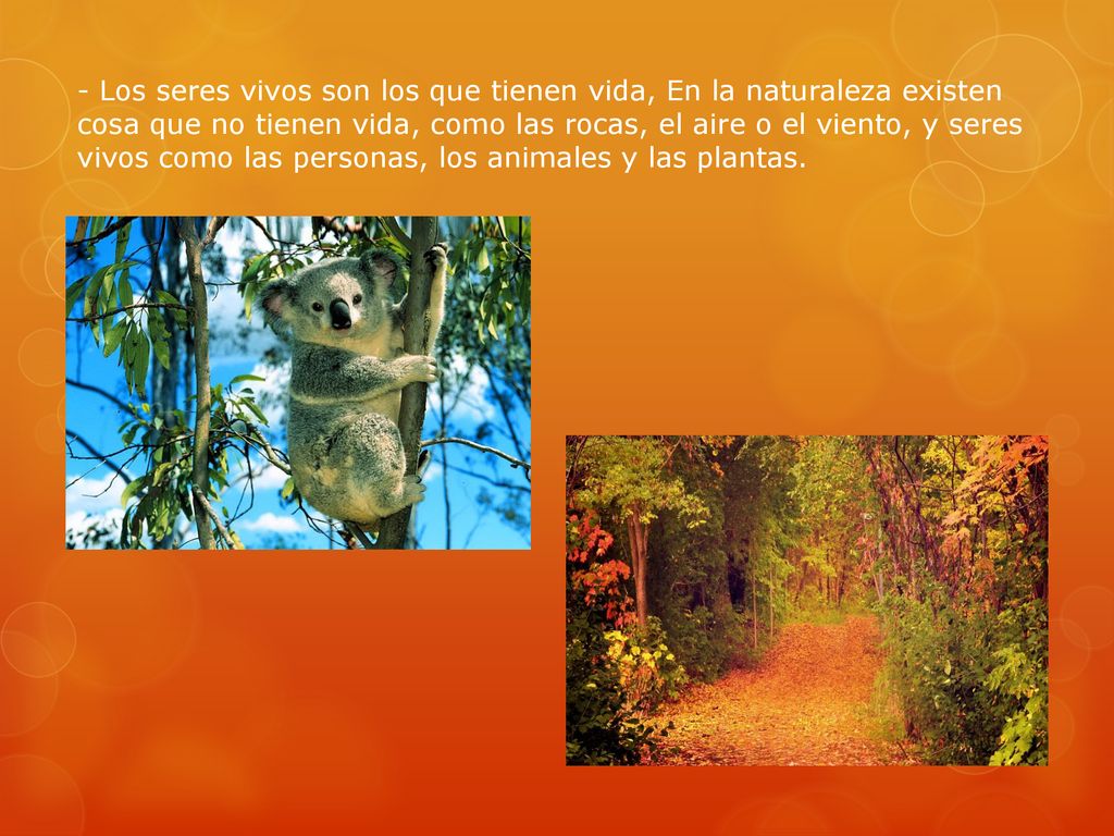- Los seres vivos son los que tienen vida, En la naturaleza existen cosa que no tienen vida, como las rocas, el aire o el viento, y seres vivos como las personas, los animales y las plantas.