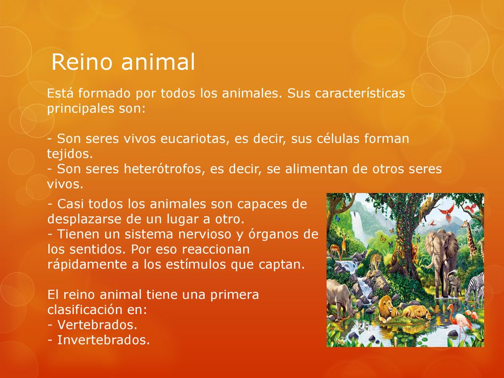 Reino animal Está formado por todos los animales. Sus características principales son:
