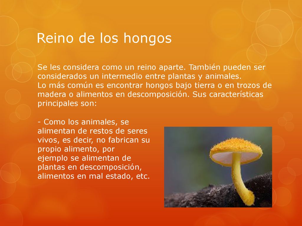 Reino de los hongos Se les considera como un reino aparte. También pueden ser considerados un intermedio entre plantas y animales.