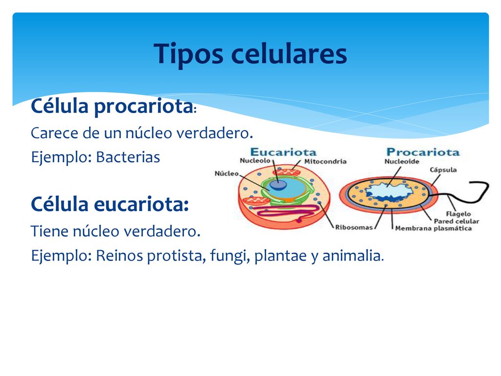 Tipos celulares Célula procariota: Célula eucariota: