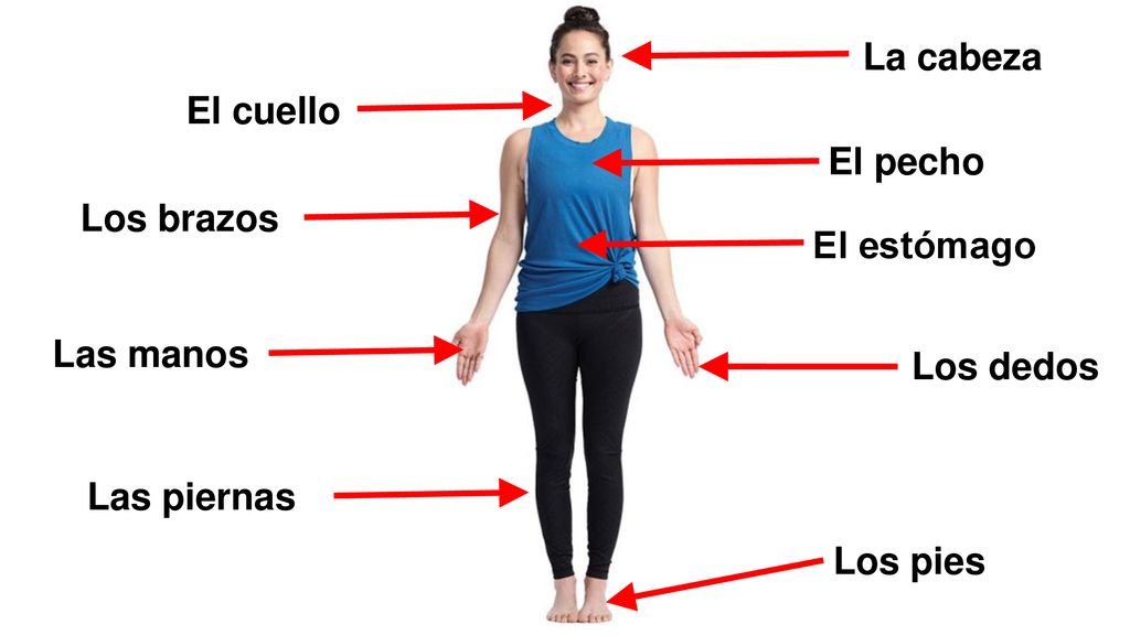 La cabeza El cuello El pecho Los brazos El estómago Las manos Los dedos Las piernas Los pies