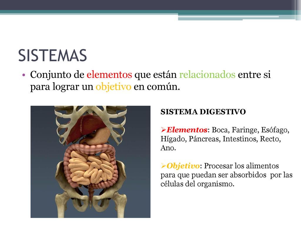 SISTEMAS Conjunto de elementos que están relacionados entre si para lograr un objetivo en común. SISTEMA DIGESTIVO.