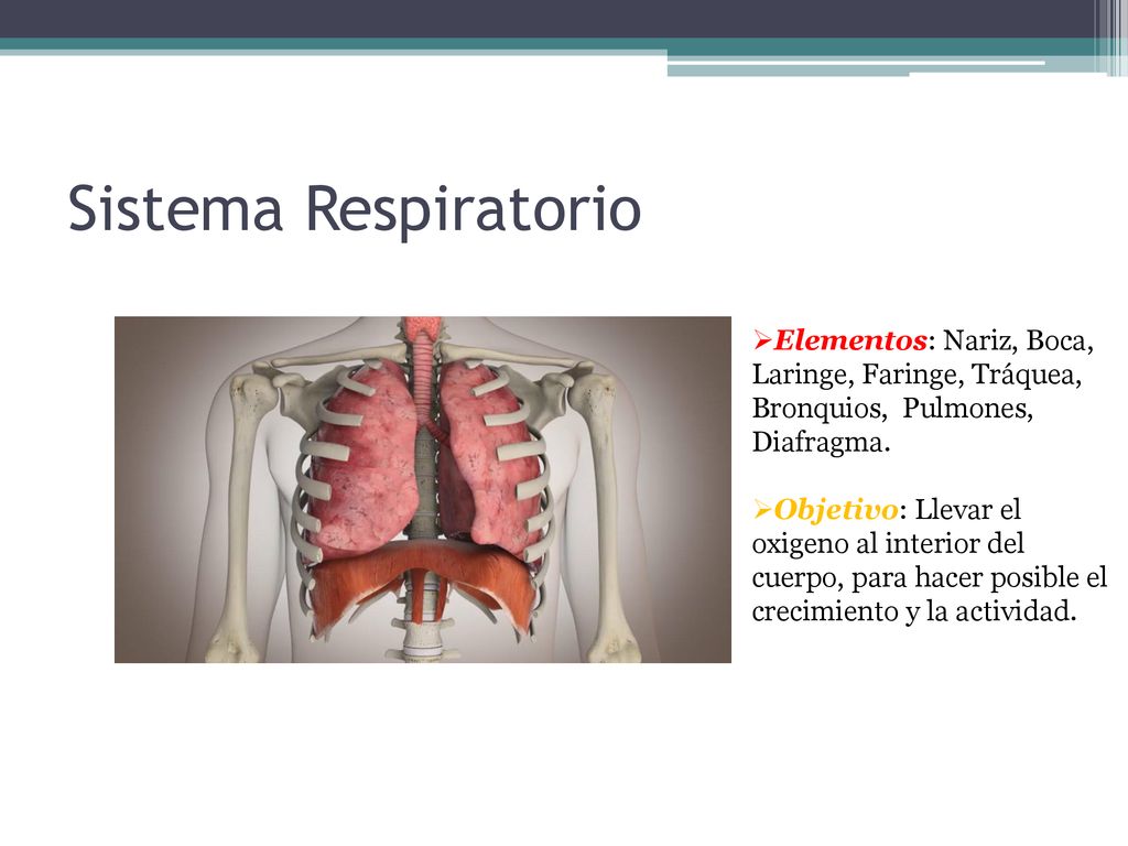 Sistema Respiratorio Elementos: Nariz, Boca, Laringe, Faringe, Tráquea, Bronquios, Pulmones, Diafragma.