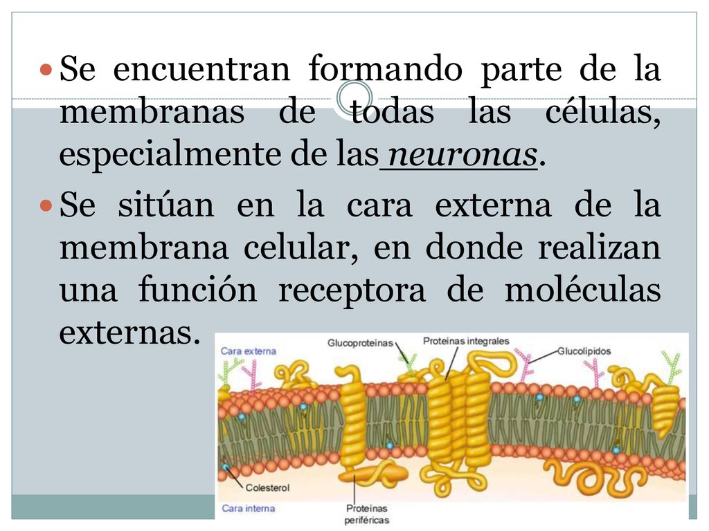 Se encuentran formando parte de la membranas de todas las células, especialmente de las neuronas.