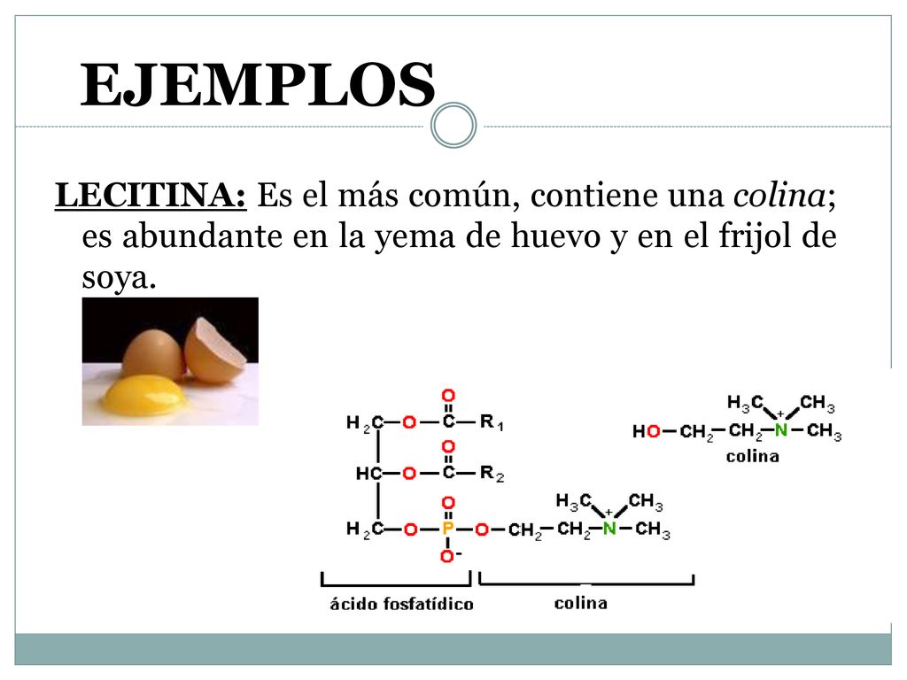 EJEMPLOS LECITINA: Es el más común, contiene una colina; es abundante en la yema de huevo y en el frijol de soya.