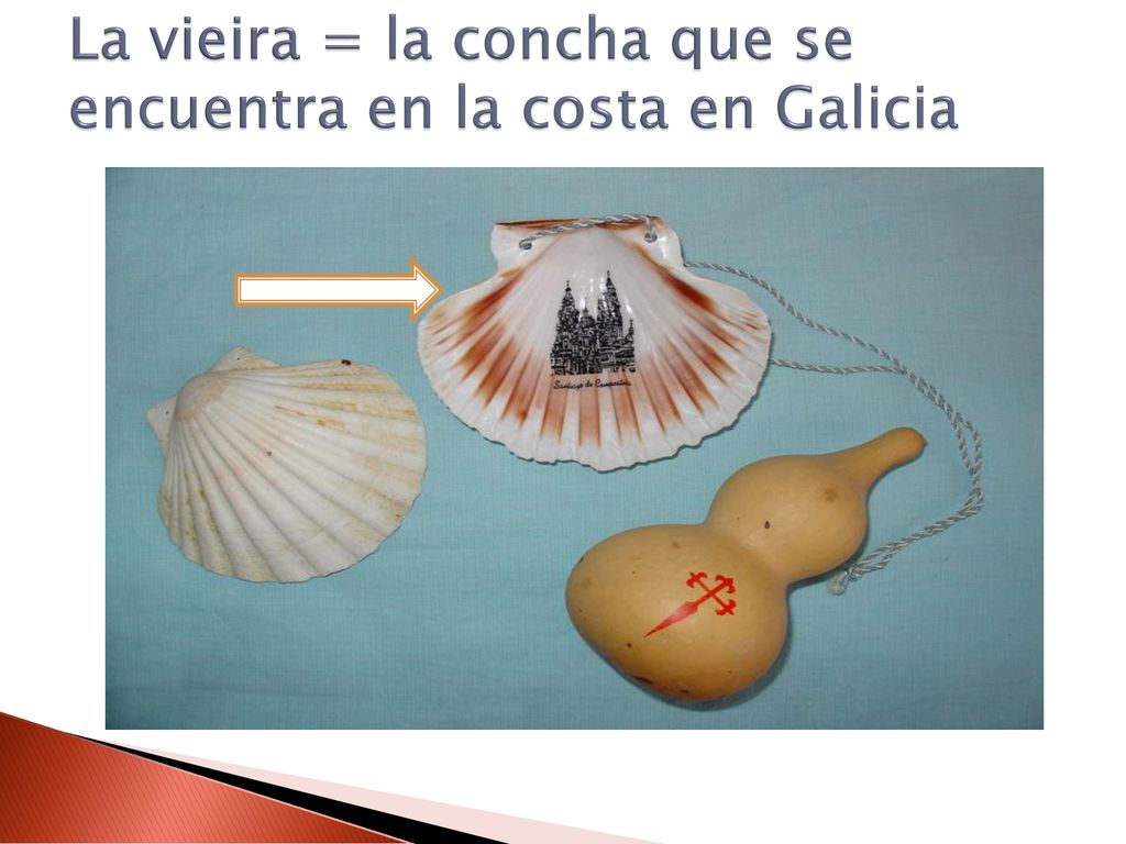 La vieira = la concha que se encuentra en la costa en Galicia