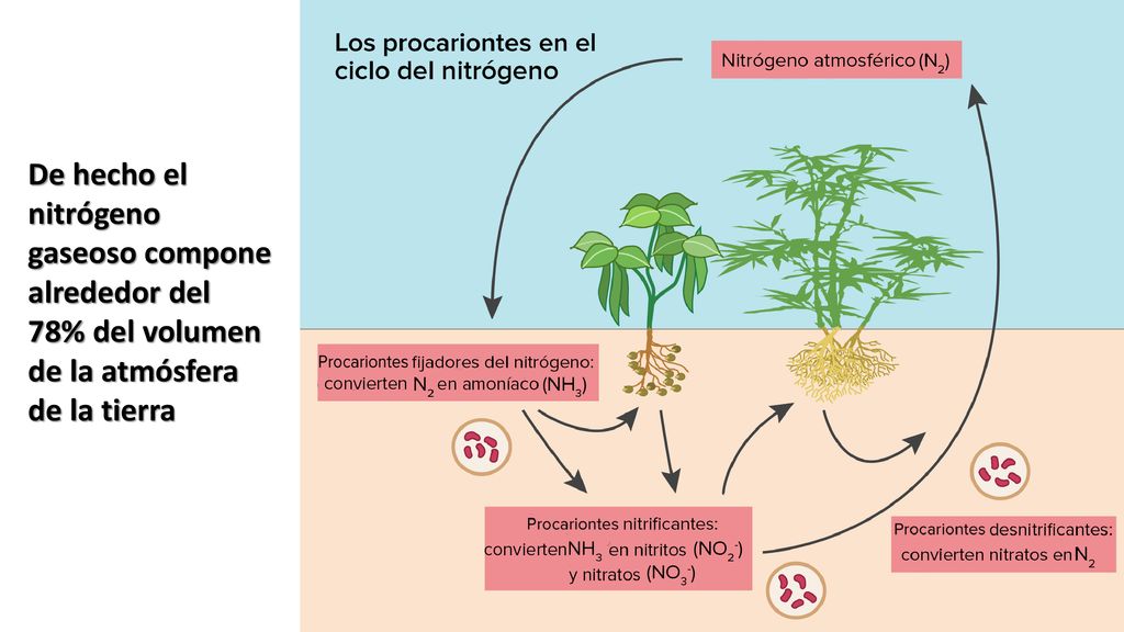 De hecho el nitrógeno gaseoso compone alrededor del 78% del volumen de la atmósfera de la tierra