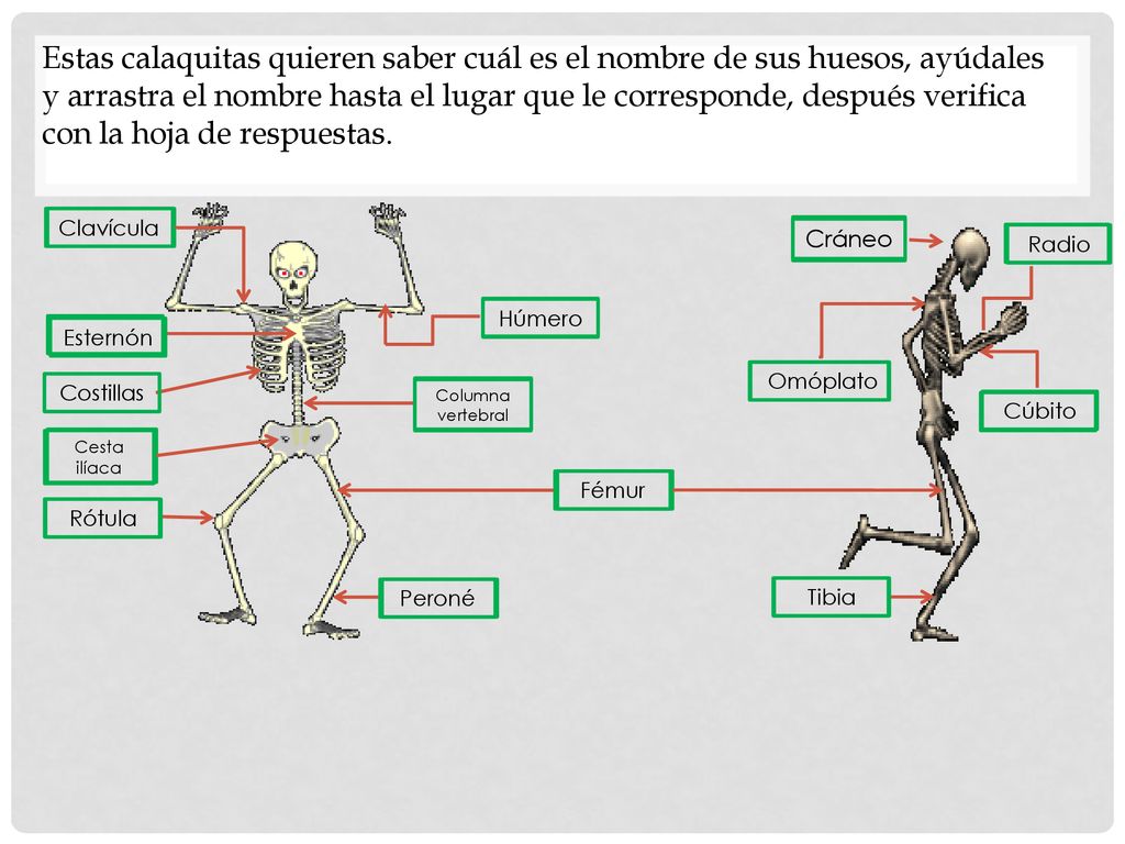 Estas calaquitas quieren saber cuál es el nombre de sus huesos, ayúdales y arrastra el nombre hasta el lugar que le corresponde, después verifica con la hoja de respuestas.