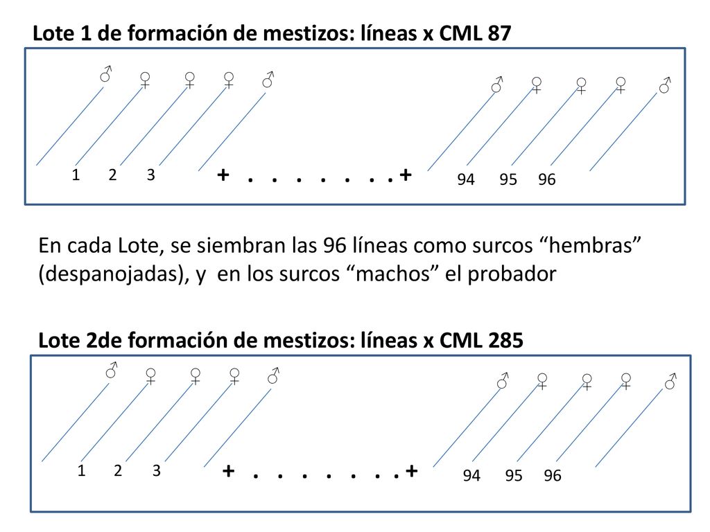 Lote 1 de formación de mestizos: líneas x CML 87
