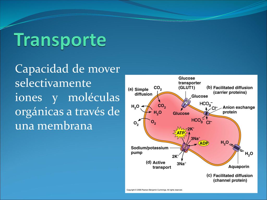 Transporte Capacidad de mover selectivamente iones y moléculas orgánicas a través de una membrana