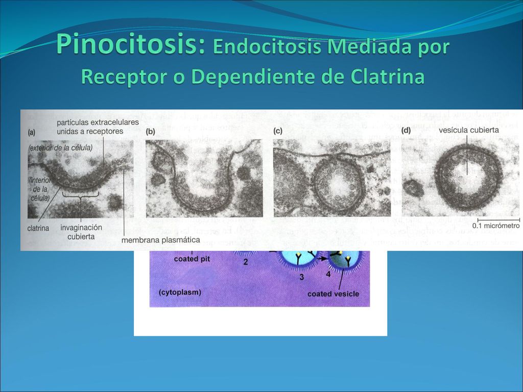 Pinocitosis: Endocitosis Mediada por Receptor o Dependiente de Clatrina