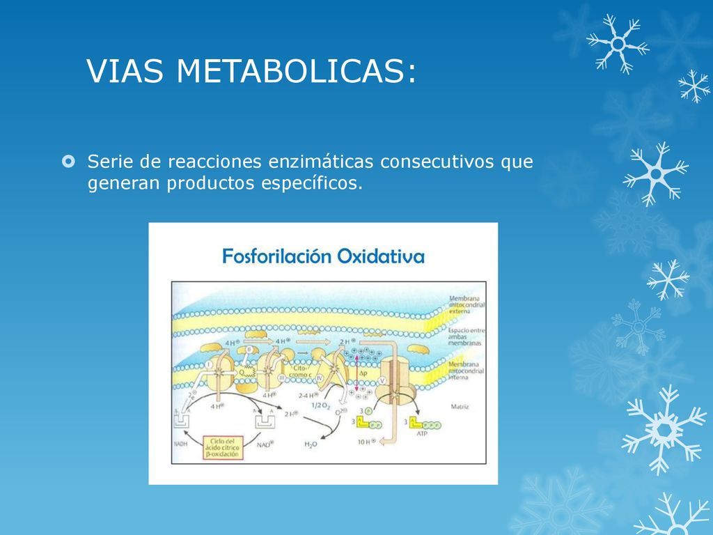 VIAS METABOLICAS: Serie de reacciones enzimáticas consecutivos que generan productos específicos.
