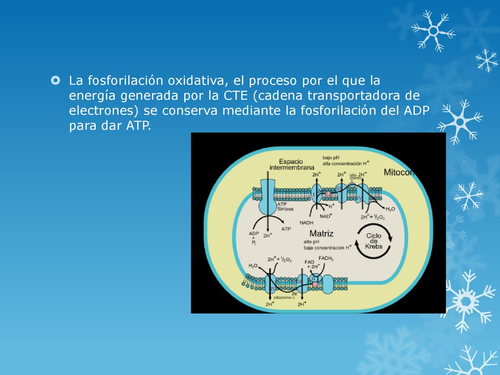 La fosforilación oxidativa, el proceso por el que la energía generada por la CTE (cadena transportadora de electrones) se conserva mediante la fosforilación del ADP para dar ATP.