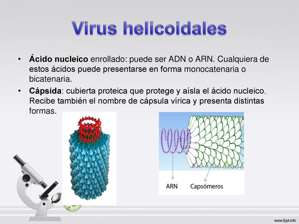 Virus helicoidales Ácido nucleico enrollado: puede ser ADN o ARN. Cualquiera de estos ácidos puede presentarse en forma monocatenaria o bicatenaria.