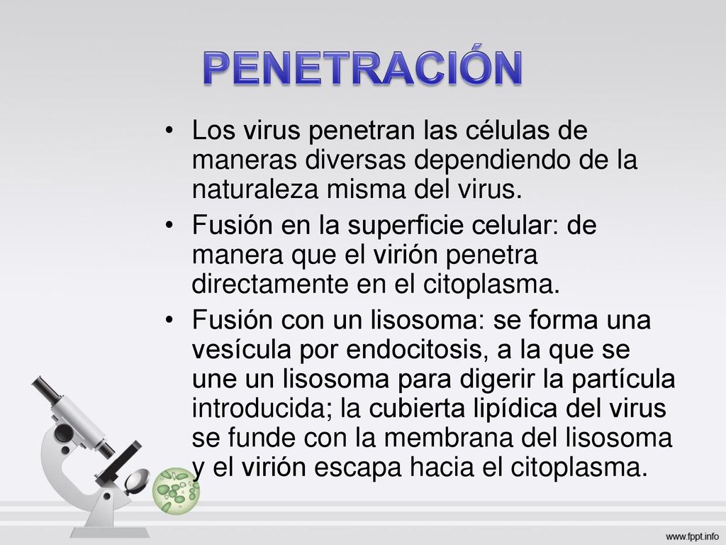 PENETRACIÓN Los virus penetran las células de maneras diversas dependiendo de la naturaleza misma del virus.