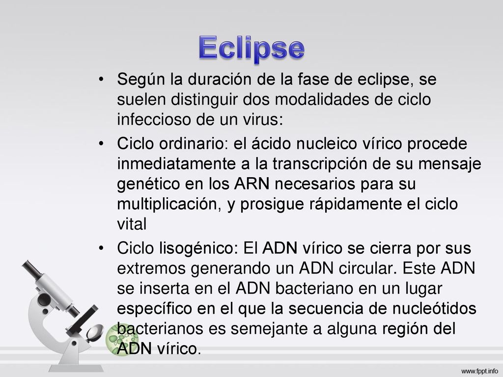 Eclipse Según la duración de la fase de eclipse, se suelen distinguir dos modalidades de ciclo infeccioso de un virus: