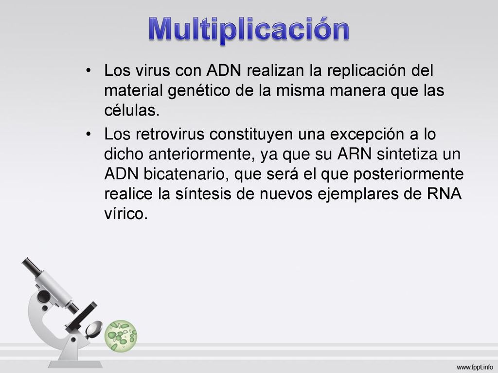Multiplicación Los virus con ADN realizan la replicación del material genético de la misma manera que las células.