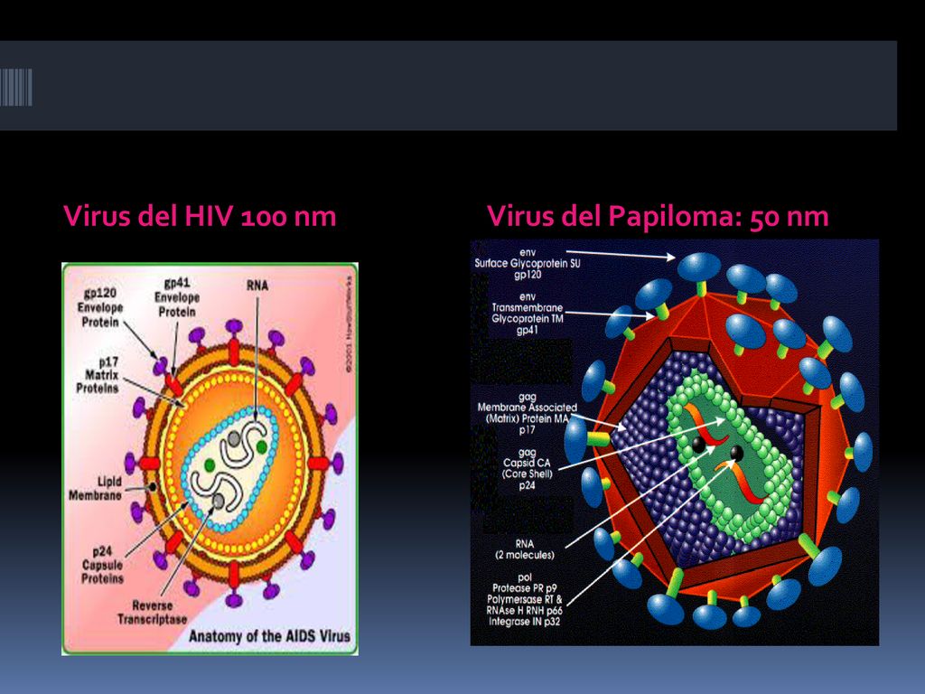 Virus del HIV 100 nm Virus del Papiloma: 50 nm