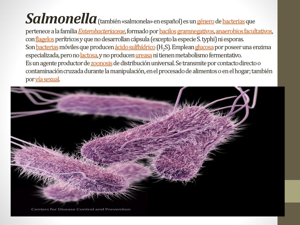 Salmonella (también «salmonela» en español) es un género de bacterias que pertenece a la familia Enterobacteriaceae, formado por bacilos gramnegativos, anaerobios facultativos, con flagelos perítricos y que no desarrollan cápsula (excepto la especie S.