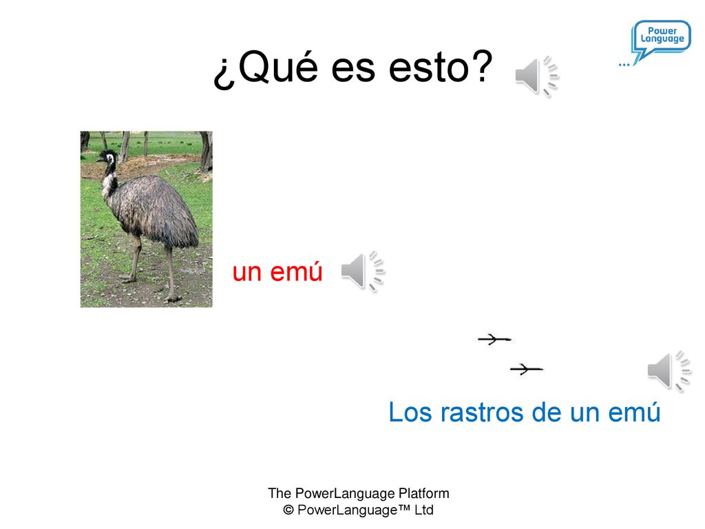 ¿Qué es esto Los rastros de un emú un emú