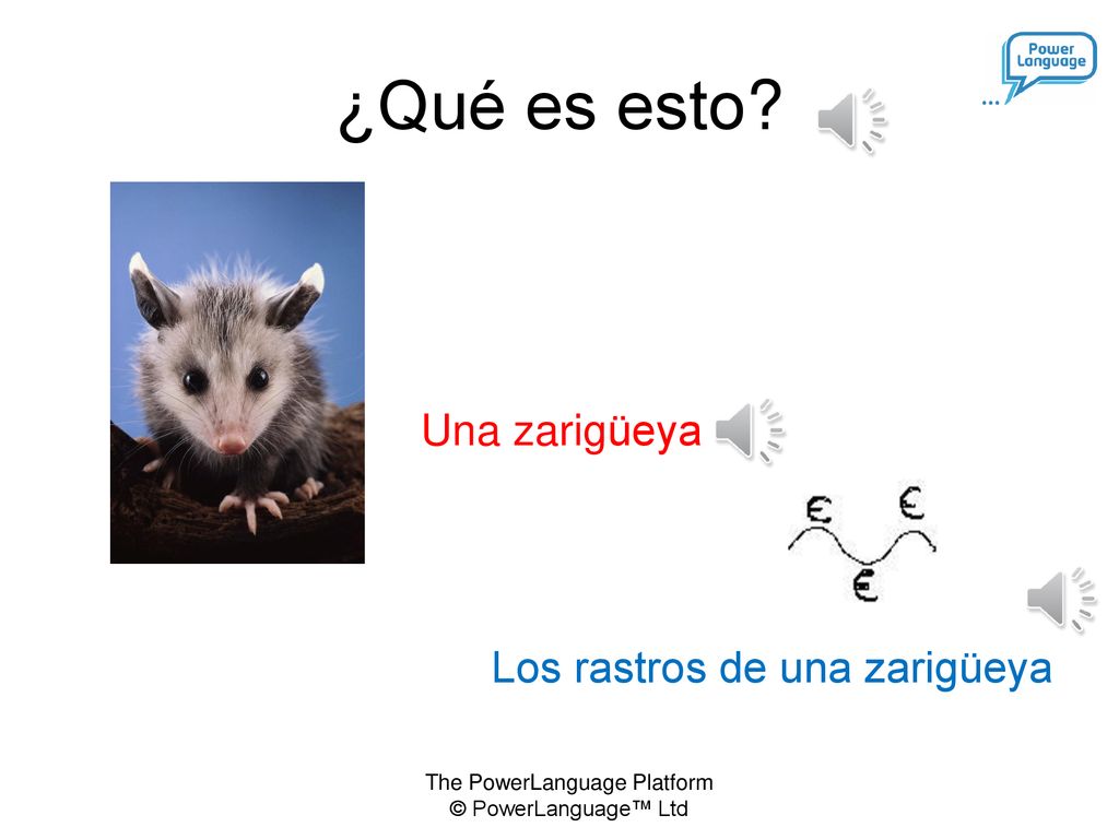 ¿Qué es esto Los rastros de una zarigüeya Una zarigüeya