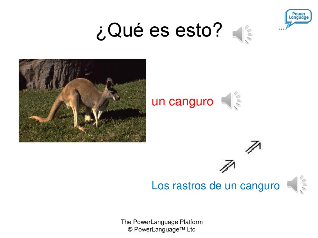 ¿Qué es esto un canguro Los rastros de un canguro