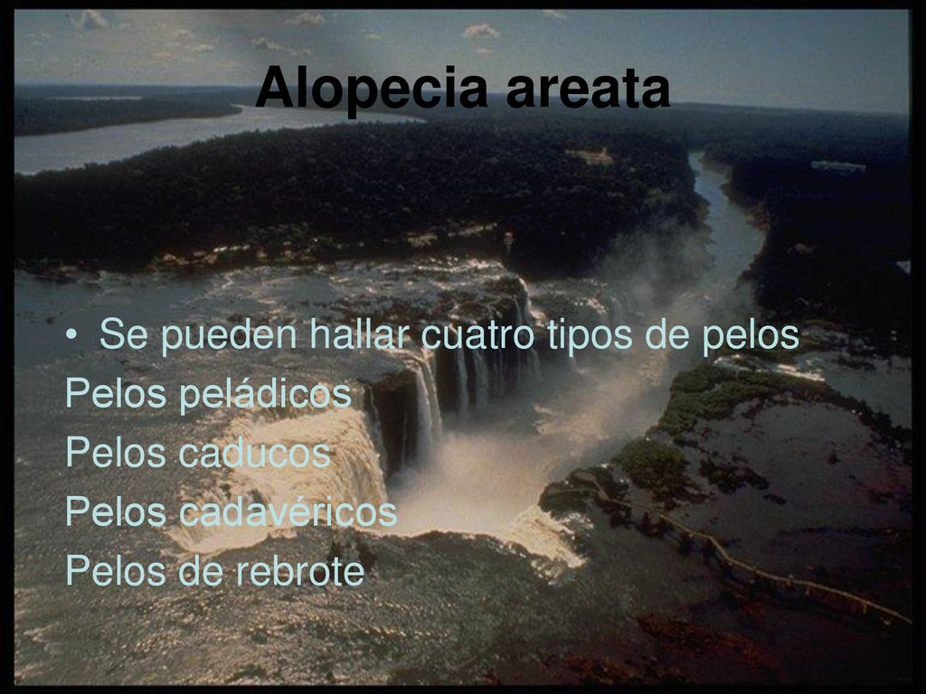 Alopecia areata Se pueden hallar cuatro tipos de pelos Pelos peládicos