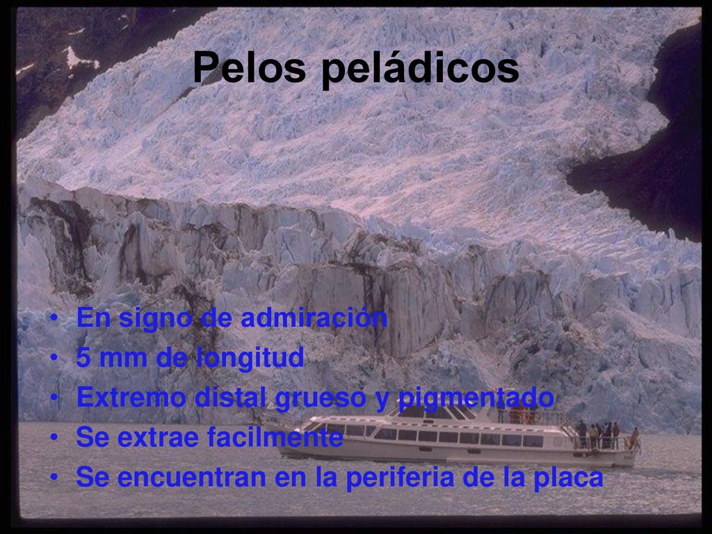 Pelos peládicos En signo de admiración 5 mm de longitud