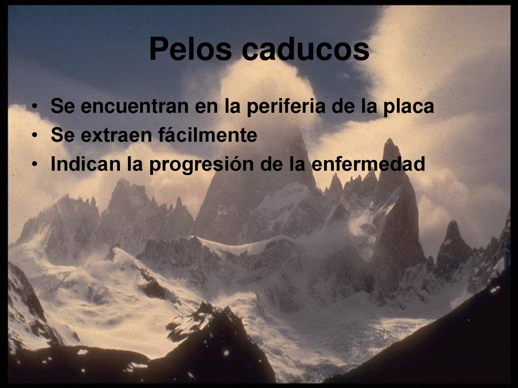 Pelos caducos Se encuentran en la periferia de la placa
