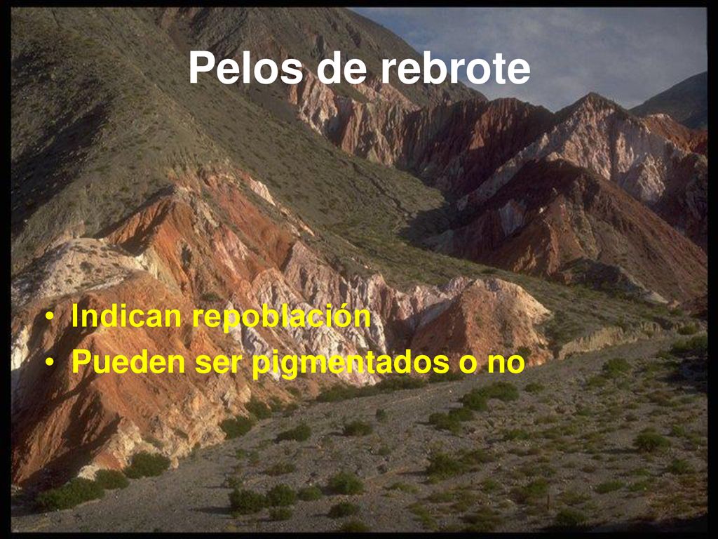 Pelos de rebrote Indican repoblación Pueden ser pigmentados o no