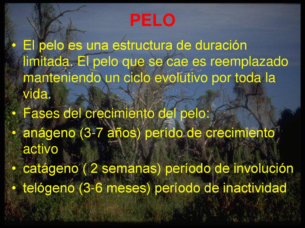 PELO El pelo es una estructura de duración limitada. El pelo que se cae es reemplazado manteniendo un ciclo evolutivo por toda la vida.