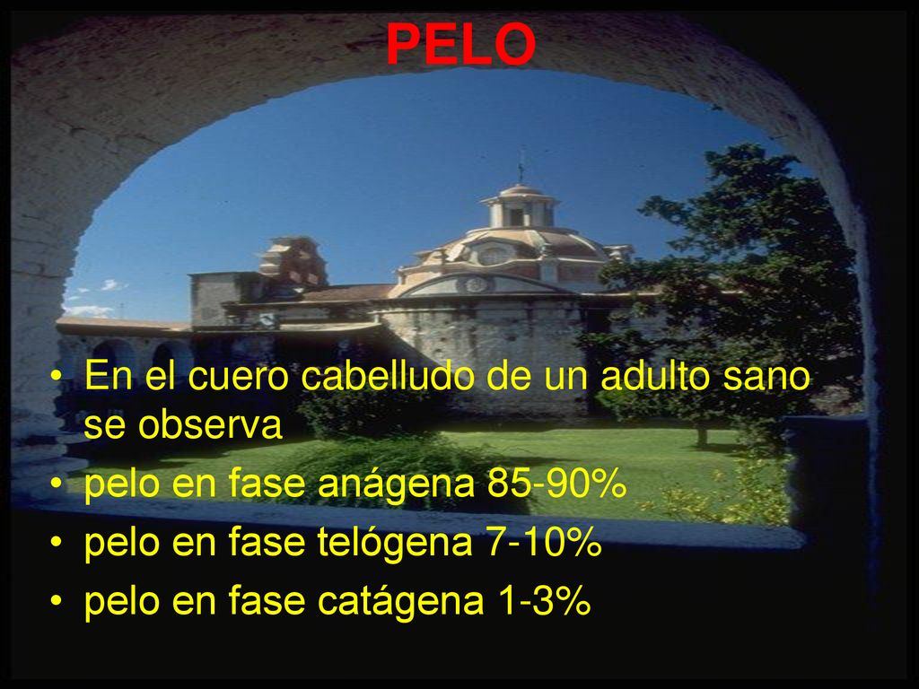 PELO En el cuero cabelludo de un adulto sano se observa