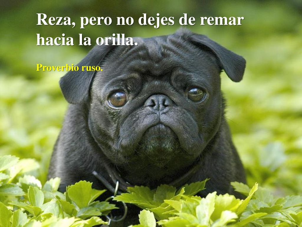 Reza, pero no dejes de remar hacia la orilla.