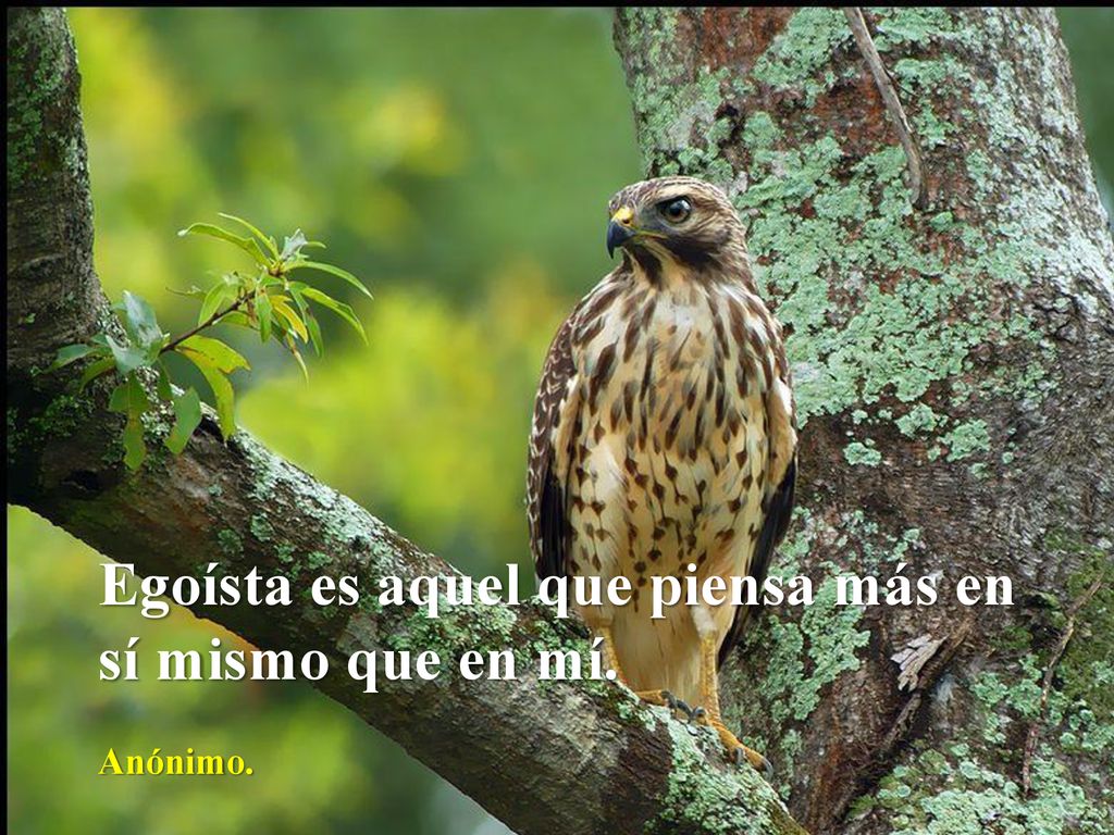 Egoísta es aquel que piensa más en sí mismo que en mí.