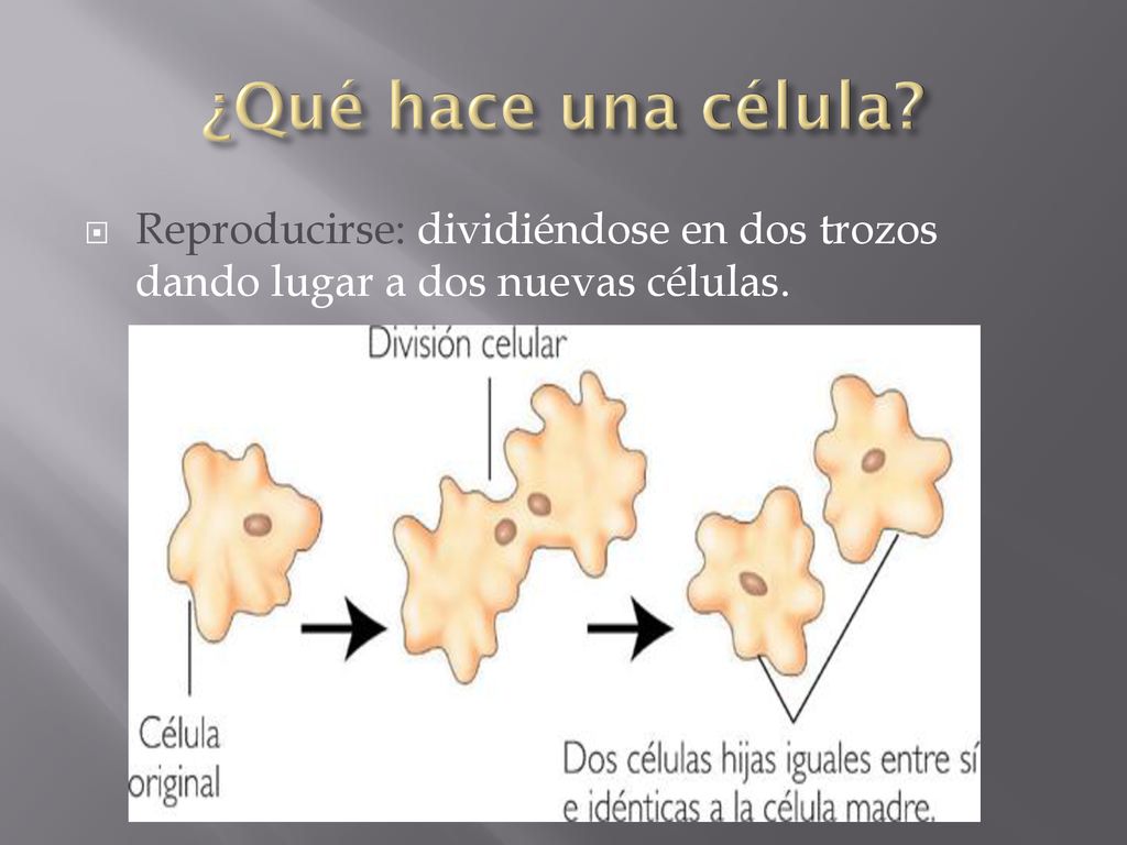 ¿Qué hace una célula Reproducirse: dividiéndose en dos trozos dando lugar a dos nuevas células.