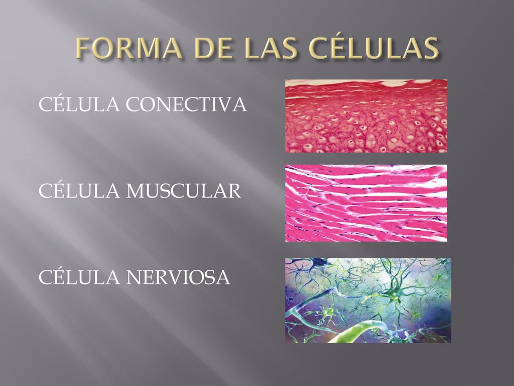 FORMA DE LAS CÉLULAS CÉLULA CONECTIVA CÉLULA MUSCULAR CÉLULA NERVIOSA