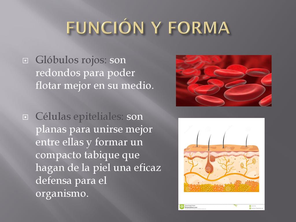 FUNCIÓN Y FORMA Glóbulos rojos: son redondos para poder flotar mejor en su medio.