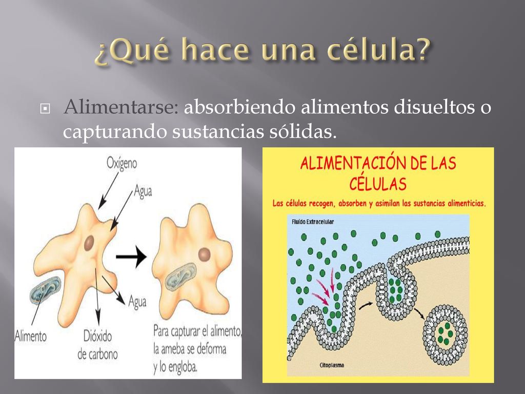 ¿Qué hace una célula Alimentarse: absorbiendo alimentos disueltos o capturando sustancias sólidas.