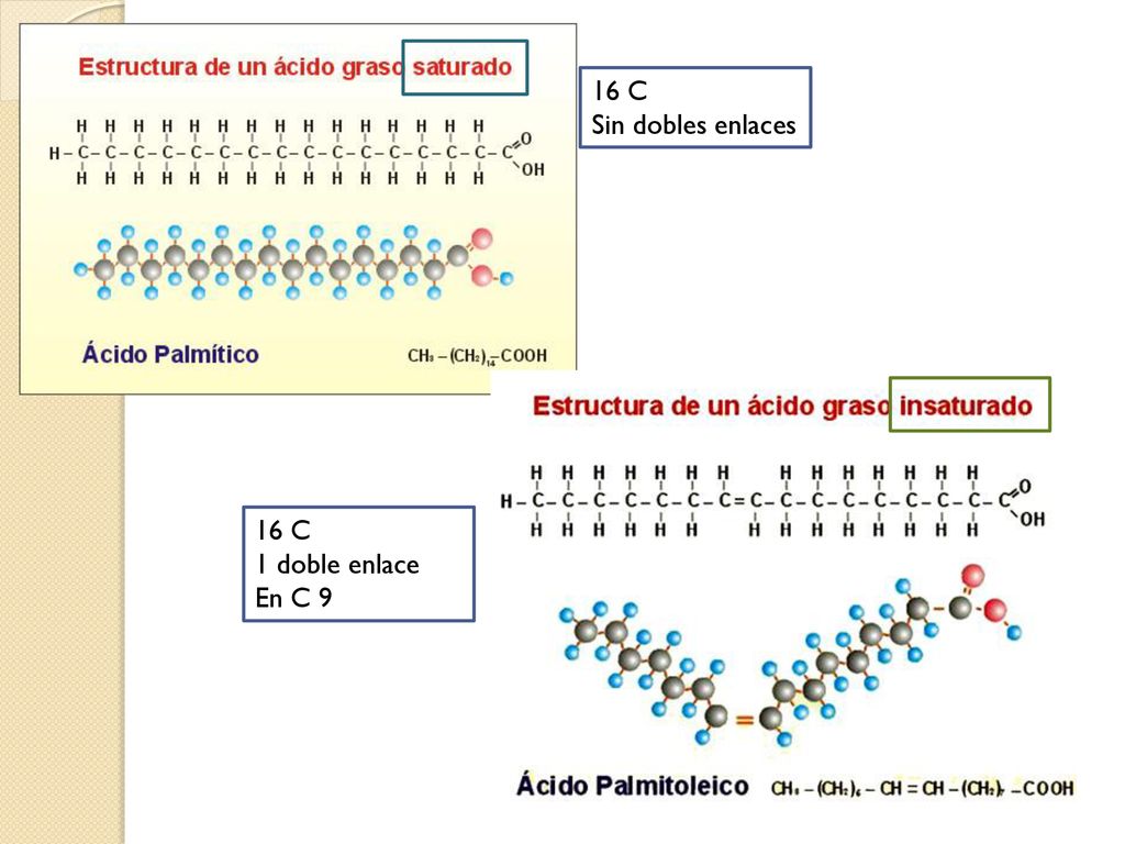 16 C Sin dobles enlaces 16 C 1 doble enlace En C 9
