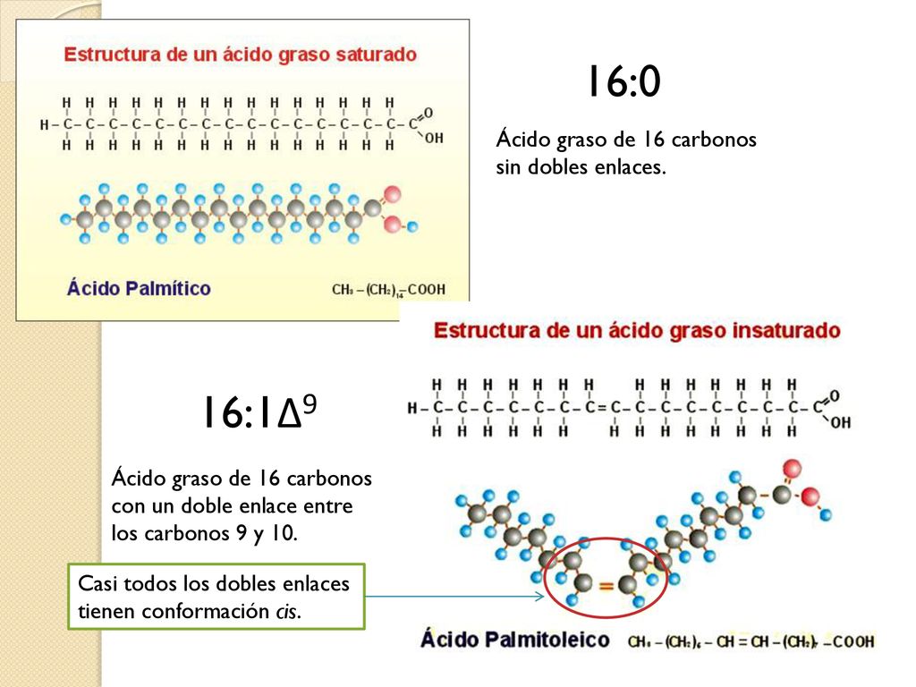 16:0 16:1Δ9 Ácido graso de 16 carbonos sin dobles enlaces.