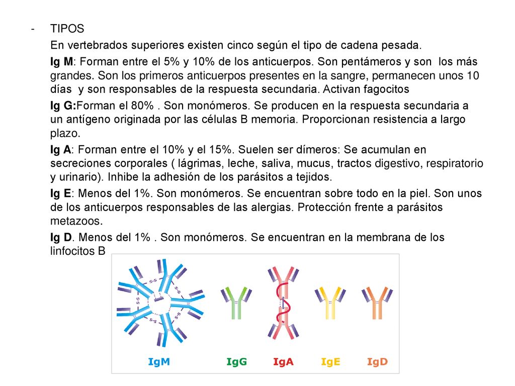 TIPOS En vertebrados superiores existen cinco según el tipo de cadena pesada.