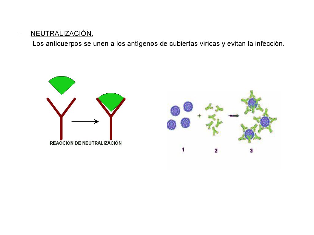 NEUTRALIZACIÓN. Los anticuerpos se unen a los antígenos de cubiertas víricas y evitan la infección.