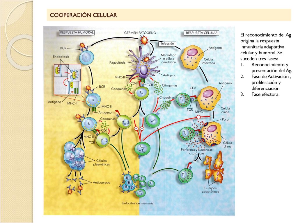 COOPERACIÓN CELULAR El reconocimiento del Ag origina la respuesta inmunitaria adaptativa celular y humoral. Se suceden tres fases: