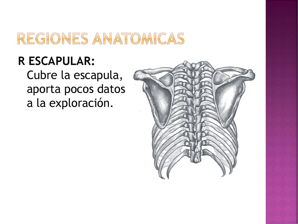 REGIONES ANATOMICAS R ESCAPULAR: Cubre la escapula, aporta pocos datos a la exploración.