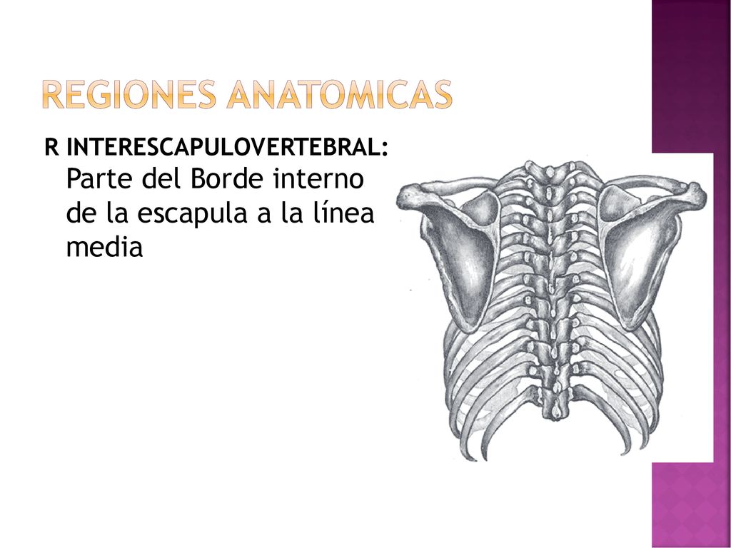 REGIONES ANATOMICAS R INTERESCAPULOVERTEBRAL: Parte del Borde interno de la escapula a la línea media.
